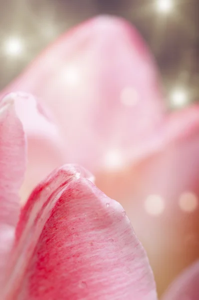 Schöne rosa Tulpen — Stockfoto