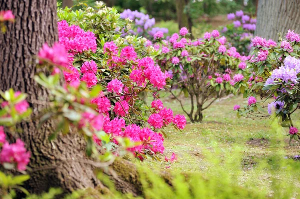Bujny ogród krajobrazowy z kwietnikiem i kolorowymi roślinami — Zdjęcie stockowe