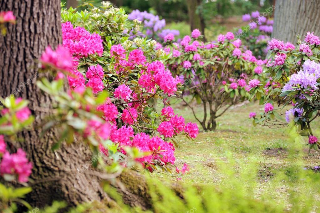 Jardim paisagístico exuberante com canteiro de flores e plantas coloridas  fotos, imagens de © aarrttuurr #44646861