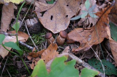 Bir meşe ormanında iki küçük mantar yan yana yetişiyor, hemen yanında sararmış meşe yaprakları ve yeşil olanlar var, Ekim, bulutlu bir gün.