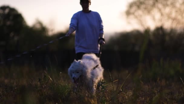 Uma Jovem Com Casaco Boné Cabeça Anda Com Três Cães — Vídeo de Stock