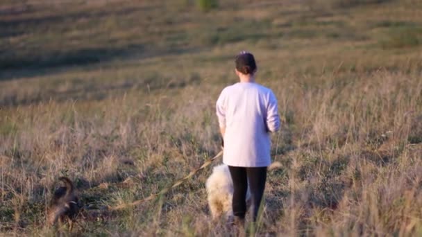 一个身穿夹克头戴帽子的小女孩带着三只狗在田里散步 两只狗被捆在皮带上 日落前的时间 天空充满了橙色的阳光 慢动作 — 图库视频影像