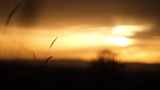 山を背景に燃えるような色の夜の夕日 前景にはワームウッドの草の上が見えます 太陽はほぼ地平線を下り — ストック動画