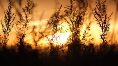 Dağların arka planına karşı alevli rengin akşam batımı. Pelin otlarının tepeleri ön planda görülebilir. Güneş neredeyse ufuktan batıyordu..