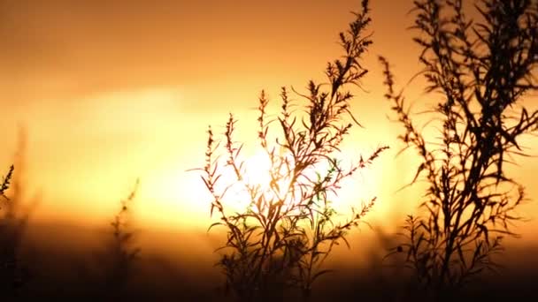 Wieczorny Zachód Słońca Ognisty Kolor Tle Gór Wierzchołki Trawy Piołuna — Wideo stockowe
