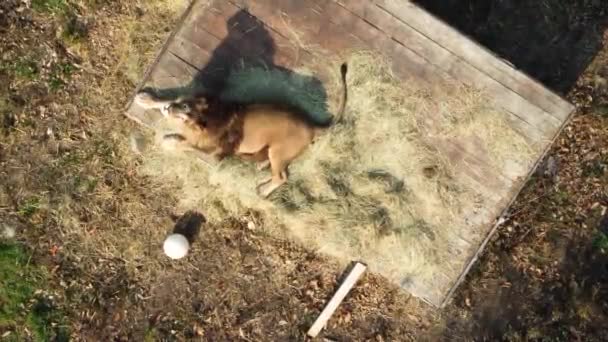 Aerial View Zoo One Lion Lies Wooden Platform Surrounded Iron — Stock Video