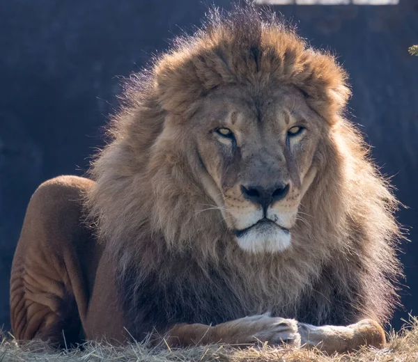 Portrait Lion Mâle Adulte Contre Une Clôture Noire Météo Ensoleillée — Photo