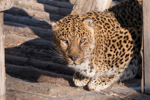 Portrét Mladá Leopardí Samice Velmi Krásná Podívej Kamery Slunečný Zimní — Stock fotografie