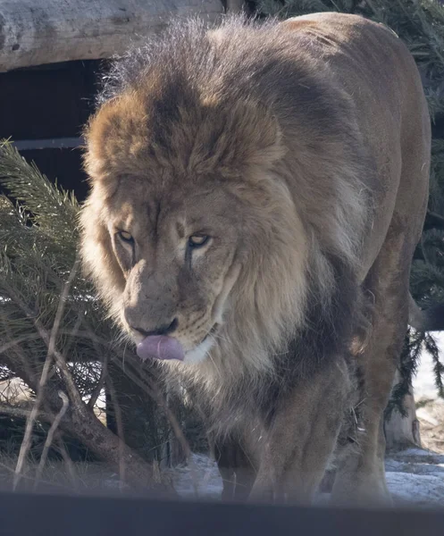 Retrato León Macho Adulto Contra Una Cerca Negra Clima Soleado — Foto de Stock