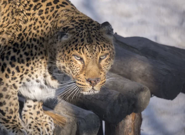 Retrato Una Joven Leopardo Muy Hermosa Mira Cámara Día Invierno — Foto de Stock