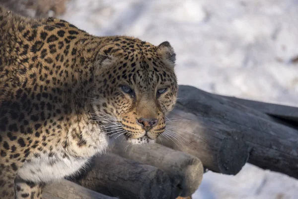 Portrét Mladá Leopardí Samice Velmi Krásná Podívej Kamery Slunečný Zimní — Stock fotografie