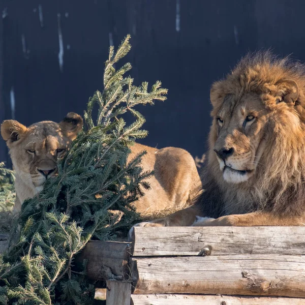 Arkaplanda genç bir dişi aslan ve yetişkin bir erkek aslan portresi. Güneşli bir hava. Kış günü.