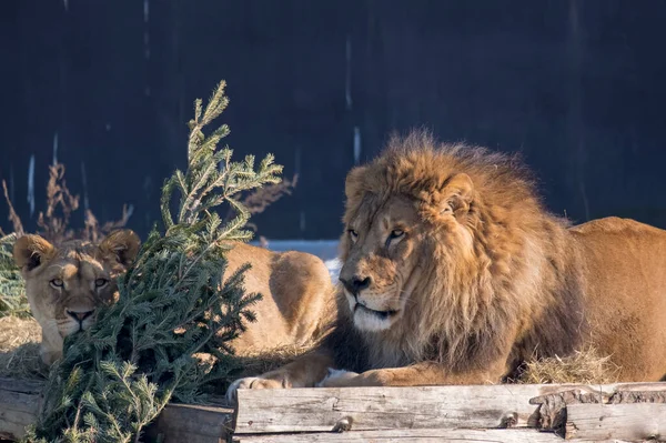 Arkaplanda genç bir dişi aslan ve yetişkin bir erkek aslan portresi. Güneşli bir hava. Kış günü.