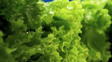 4k makro çerçeve mavi arka planda taze yeşil marul yaprakları arasında yavaşça hareket eden bir makro döşeme mükemmel tazelik. Sağlıklı gıda konsepti, sağlıklı yaşam tarzı, vejetaryen tatili.