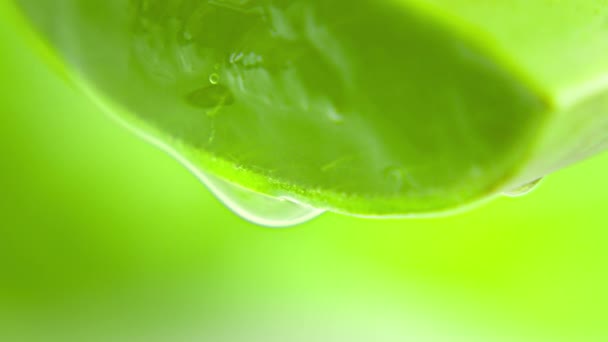 Aloe Vera Gel close up σε πράσινο φόντο.Μακρός φακός Χυμός Aloe Vera στάζει από το φύλλο. Σταγονίδια νερού στο φυτό.Έννοια φυσικά καλλυντικά για τη φροντίδα του δέρματος. Λήψη εκχυλίσματος από φύλλα αλόης βέρα. — Αρχείο Βίντεο