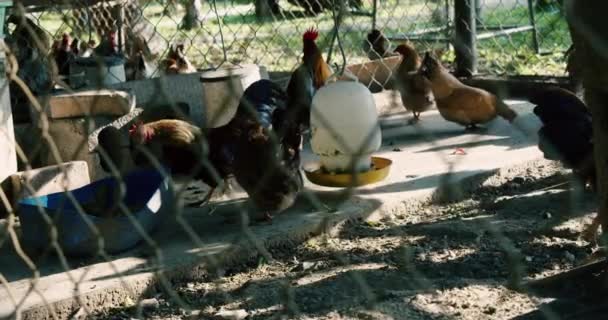 Bruine kippen lopen een kippenhok binnen op een boerderij. Groot vee de stad uit. Eco-fabriek voor de productie van pluimvee en eieren. Huishoud.Kleine volwassen kippen lopen rond in de volière. — Stockvideo