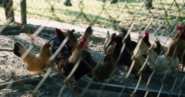 Kahverengi tavuklar bir çiftlikteki tavuk kümesine girerler. Şehir dışında büyük bir çiftlik hayvanı. Kümes hayvanları ve yumurta üretimi için eko fabrikası. Evde. Alışveriş merkezinde yetişen tavuklar kuş kafesinde koşuşturuyor..