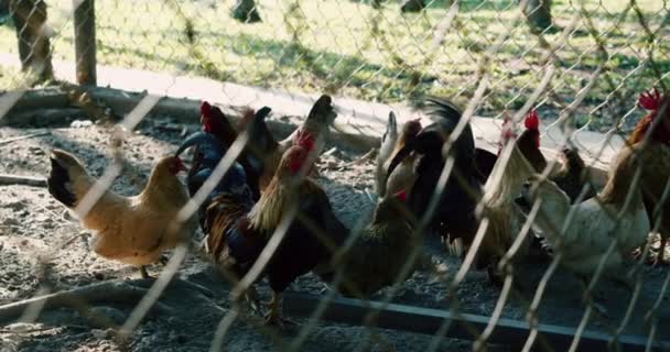 Bruna höns går in i en hönsgård på en gård. Stor boskap utanför stan. Ekofabrik för produktion av fjäderfä och ägg. Hushållet. Små vuxna kycklingar springer runt i flygkroppen. — Stockvideo