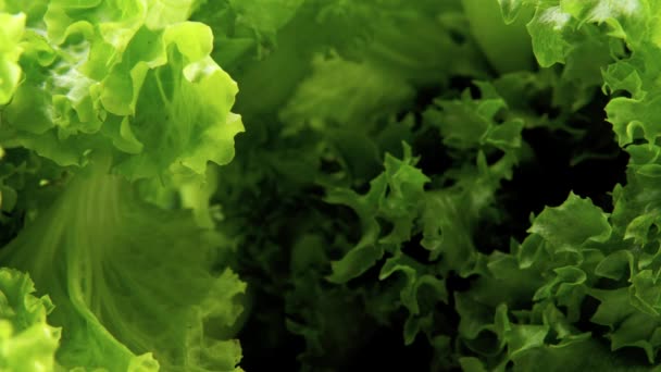 4k-Nahaufnahme einer langsam bewegten Makrolinse zwischen frischen grünen Salatblättern auf blauem Hintergrund, perfekte Frische. Gesundes Ernährungskonzept, gesunder Lebensstil, veganer Urlaub. — Stockvideo