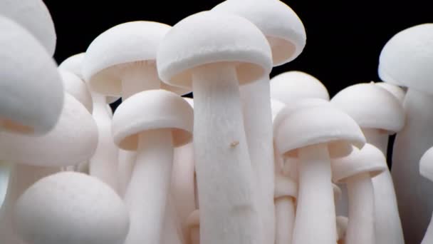 Makro shot champignons stoją w rzędzie grzybów. Grzyby porcini z bliska. Ramy grzybów biologicznych. Banda grzybów rośnie na czarnym tle.. — Wideo stockowe