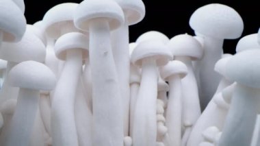 Şampiyonların Macro shot 'ı bir sıra mantarın üzerinde duruyor. Kapalı porcini mantarları. Biyolojik mantar çerçeveleri. Siyah arka planda bir sürü mantar yetişir..