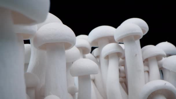 一排排的蘑菇中站着一大杯香菇.特写蘑菇香菇。生物蘑菇的框架。一束蘑菇长在黑色的背景上. — 图库视频影像