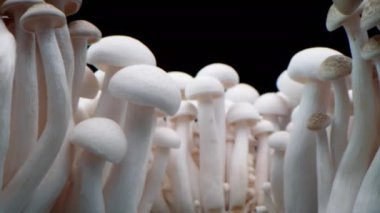 Şampiyonların Macro shot 'ı bir sıra mantarın üzerinde duruyor. Kapalı porcini mantarları. Biyolojik mantar çerçeveleri. Siyah arka planda bir sürü mantar yetişir..