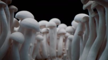 Kapalı porcini mantarları. Biyolojik mantar çerçeveleri. Siyah arka planda bir sürü mantar yetişir. Şampiyonların Macro shot 'ı bir sıra mantarın üzerinde duruyor..