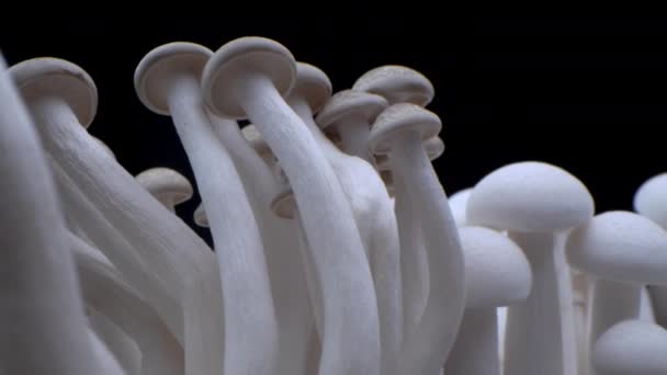 Macro shot of champignons stand in a row of mushrooms. Close-up porcini mushrooms. Frames of biological mushrooms. Bunch of mushrooms grows on a black background. — Stock Video