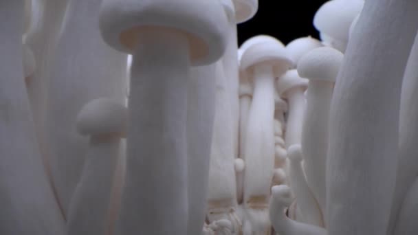 Macro tiro de champiñones de pie en una fila de setas. Setas porcini de cerca. Marcos de hongos biológicos. Ramo de setas crece sobre un fondo negro. — Vídeo de stock