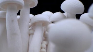 Şampiyonların Macro shot 'ı bir sıra mantarın üzerinde duruyor. Kapalı porcini mantarları. Biyolojik mantar çerçeveleri. Siyah arka planda bir sürü mantar yetişir..