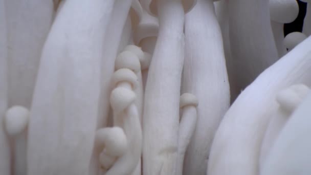 Μακρο-σφηνάκια από champignons στέκονται σε μια σειρά από μανιτάρια. Μανιτάρια πορτσίνι από κοντά. Πλαίσια βιολογικών μανιταριών. Ένα μάτσο μανιτάρια φυτρώνουν σε μαύρο φόντο. — Αρχείο Βίντεο