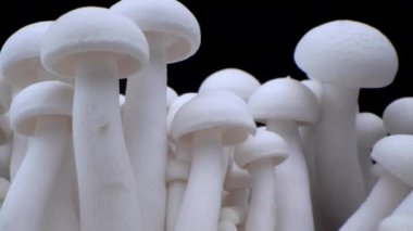 Şampiyonların Macro shot 'ı bir sıra mantarın üzerinde duruyor. Kapalı porcini mantarları. Biyolojik mantar çerçeveleri. Siyah arka planda bir sürü mantar yetişir..