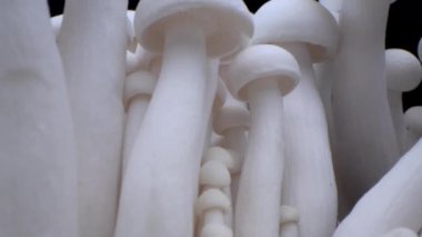 Şampiyonların Macro shot 'ı bir sıra mantarın üzerinde duruyor. Kapalı porcini mantarları. Biyolojik mantar çerçeveleri. Siyah arka planda bir sürü mantar yetişir..