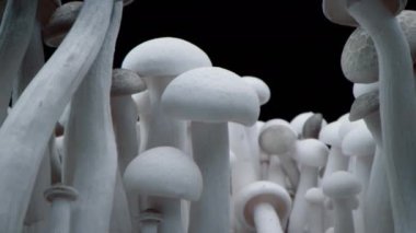 Kapalı porcini mantarları. Biyolojik mantar çerçeveleri. Siyah arka planda bir sürü mantar yetişir. Şampiyonların Macro shot 'ı bir sıra mantarın üzerinde duruyor..