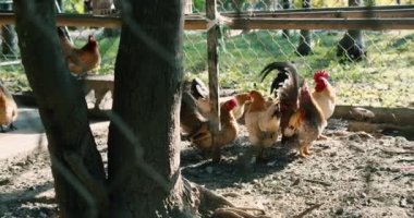 Kahverengi tavuklar bir çiftlikteki tavuk kümesine girerler. Şehir dışında büyük bir çiftlik hayvanı. Kümes hayvanları ve yumurta üretimi için eko fabrikası. Evde. Alışveriş merkezinde yetişen tavuklar kuş kafesinde koşuşturuyor..