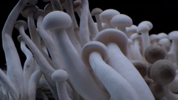 Macro tiro de champinhons estão em uma fileira de cogumelos. Cogumelos porcini close-up. Quadros de cogumelos biológicos. Bando de cogumelos cresce em um fundo preto. — Vídeo de Stock