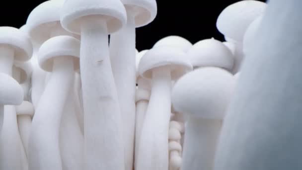 特写蘑菇香菇。生物蘑菇的框架。一束蘑菇长在黑色的背景上.一排排的蘑菇中站着一大杯香菇. — 图库视频影像