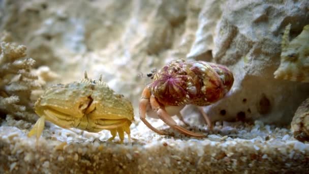 Krab zelený neboli krab pobřežní Karcinus maenas se pohybuje podél dna pokrytého kameny a řasami, krabi mořští. — Stock video