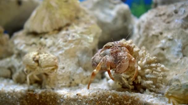 Crabe vert ou crabe du rivage Carcinus maenas se déplace le long du fond recouvert de pierres et d'algues, crabes de mer. — Video