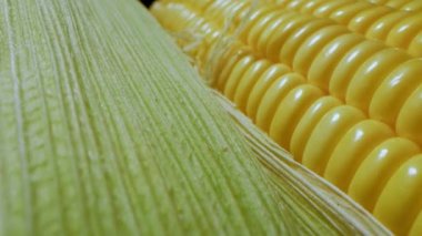 Mısır hasadı. Tarladan makro mısır koçanı. Mısır çiftliği hasadı. Deride altın mısır. Ekolojik ürün, organik bahçe, gıda ve ürün üretimi, organik tarım.