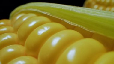 Mısır hasadı. Tarladan makro mısır koçanı. Mısır çiftliği hasadı. Deride altın mısır. Ekolojik ürün, organik bahçe, gıda ve ürün üretimi, organik tarım.