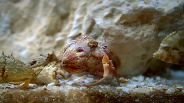 Crabe vert ou crabe du rivage Carcinus maenas se déplace le long du fond recouvert de pierres et d'algues, crabes de mer. — Video