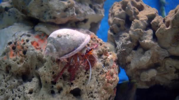 Cangrejo verde o cangrejo costero Carcinus maenas se mueve a lo largo del fondo cubierto de piedras y algas, cangrejos de mar. — Vídeos de Stock