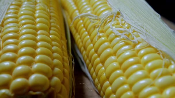 Corn harvest. Macro shot of corn cobs from the field. Corn farm harvest. Golden corn in the skin. Ecological product, organic gardening, food and crop production, organic farming. — Stock Video