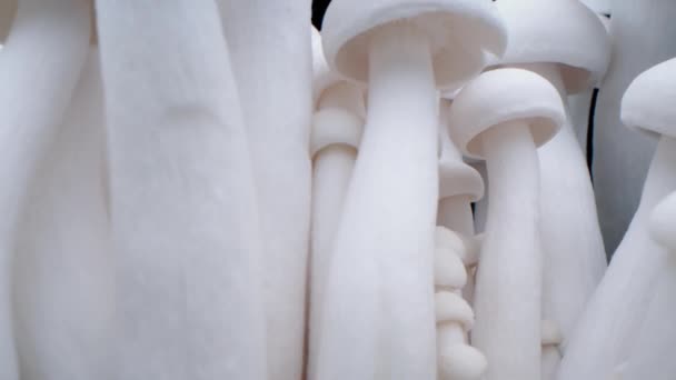 Macro tiro de champinhons estão em uma fileira de cogumelos. Cogumelos porcini close-up. Quadros de cogumelos biológicos. Bando de cogumelos cresce em um fundo preto. — Vídeo de Stock