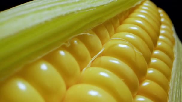 Maïsoogst Macro Shot Maïskolven Van Het Veld Maïsboerderij Oogst Gouden — Stockvideo