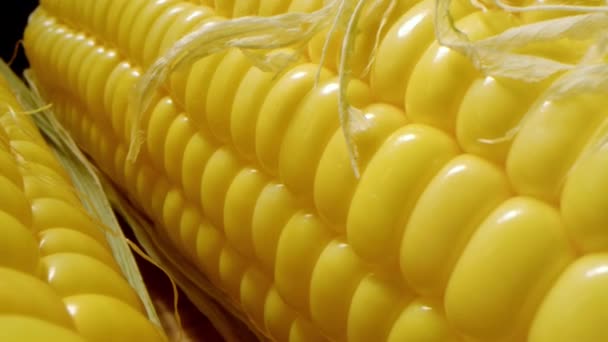 Kukoricatermesztés Makró Feles Kukoricacsutka Mezőről Kukoricafarmok Termése Arany Kukorica Bőrben — Stock videók