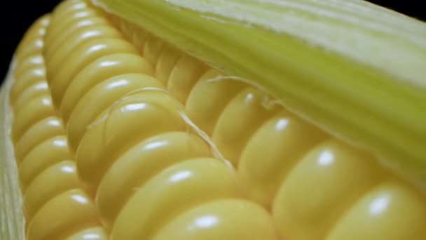 Kukoricatermesztés Macro Fotózás Kukorica Cobs Csomagolt Csomagolt Raklapos Késztermékek Eladásra — Stock videók