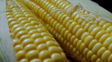 Mısır hasadı. Tarladan makro mısır koçanı. Mısır çiftliği hasadı. Deride altın mısır. Ekolojik ürün, organik bahçe, gıda ve mahsul üretimi, organik tarım.
